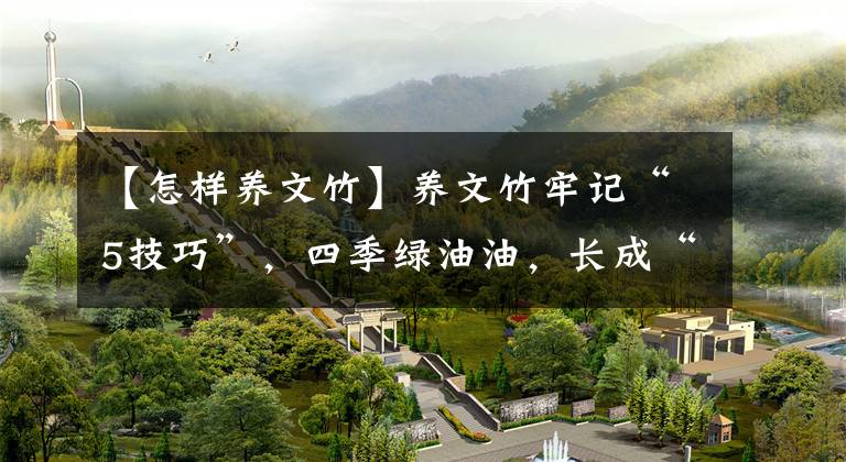 【怎样养文竹】养文竹牢记“5技巧”，四季绿油油，长成“小森林”