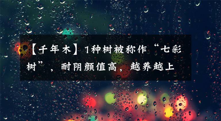 【千年木】1种树被称作“七彩树”，耐阴颜值高，越养越上瘾