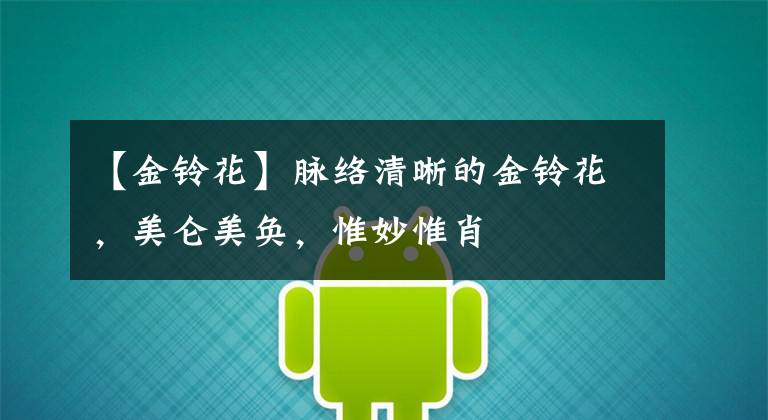 【金铃花】脉络清晰的金铃花，美仑美奂，惟妙惟肖