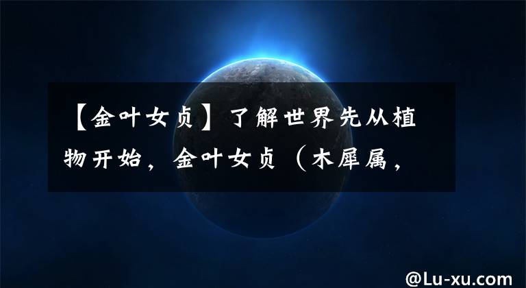 【金叶女贞】了解世界先从植物开始,金叶女贞(木犀属,女贞属)