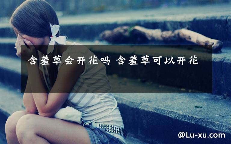 含羞草会开花吗 含羞草可以开花