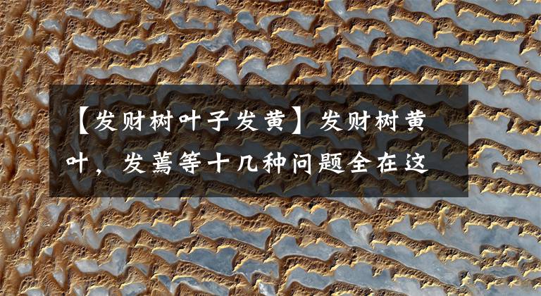 【发财树叶子发黄】发财树黄叶,发蔫等十几种问题全在这里了,让发财树蹭蹭的长