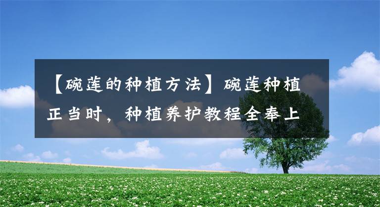 【碗莲的种植方法】碗莲种植正当时，种植养护教程全奉上