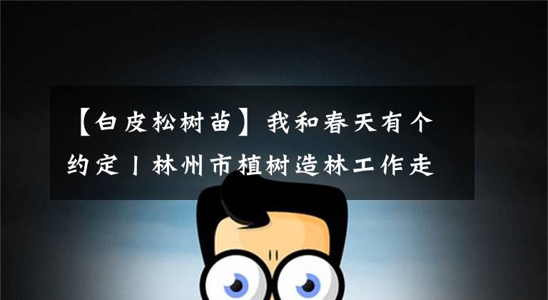 【白皮松树苗】我和春天有个约定丨林州市植树造林工作走笔
