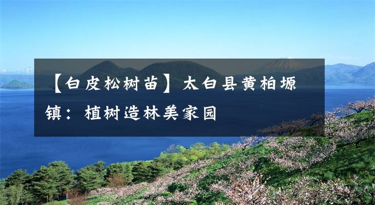 【白皮松树苗】太白县黄柏塬镇：植树造林美家园