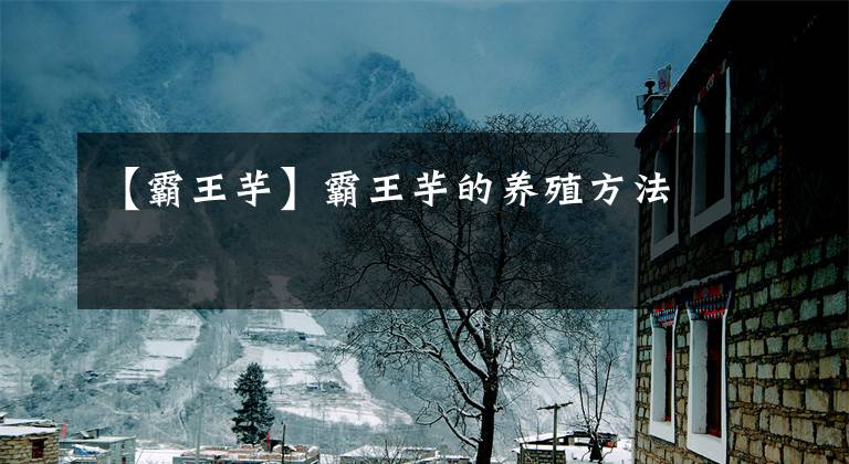 【霸王芋】霸王芋的养殖方法