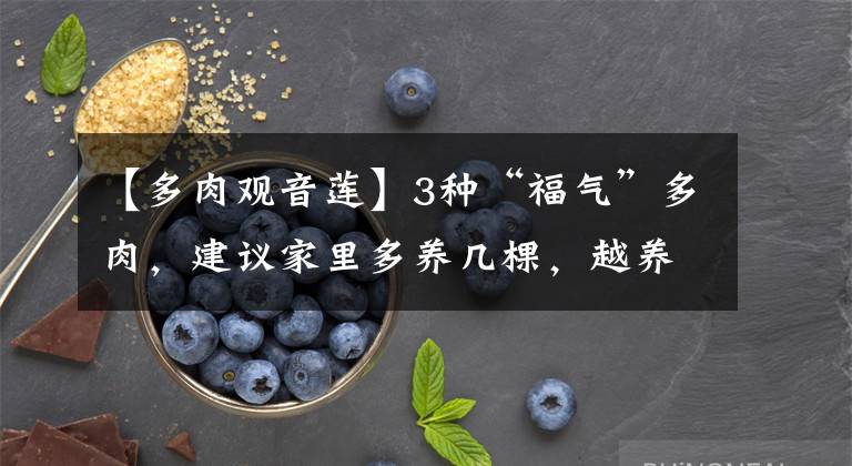 【多肉观音莲】3种“福气”多肉,建议家里多养几棵,越养越幸福