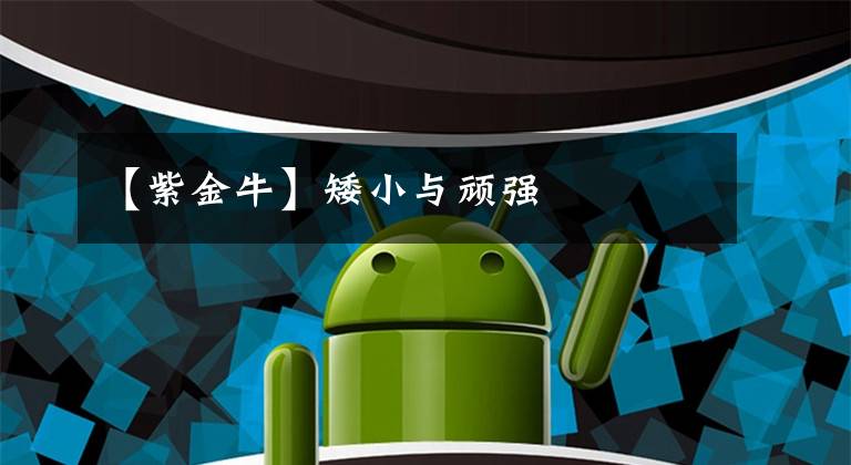 【紫金牛】矮小与顽强