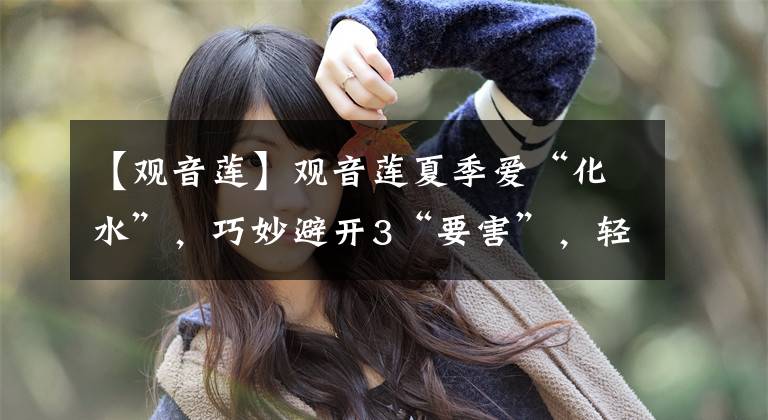 【观音莲】观音莲夏季爱“化水”,巧妙避开3“要害”,轻松养成“大莲花”