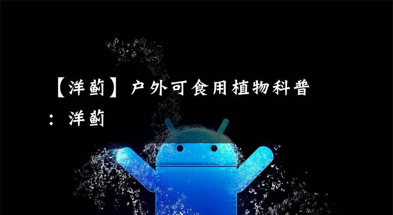 【洋蓟】户外可食用植物科普:洋蓟