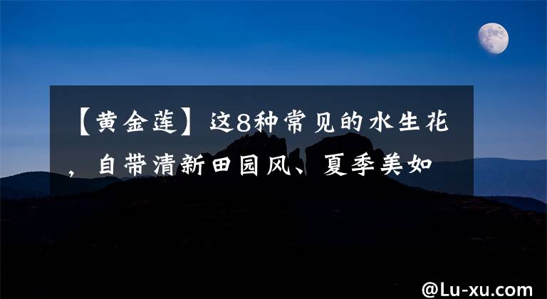 【黄金莲】这8种常见的水生花,自带清新田园风、夏季美如图画