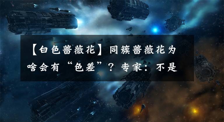 【白色蔷薇花】同簇蔷薇花为啥会有“色差”?专家:不是没“墨”了,是褪色了