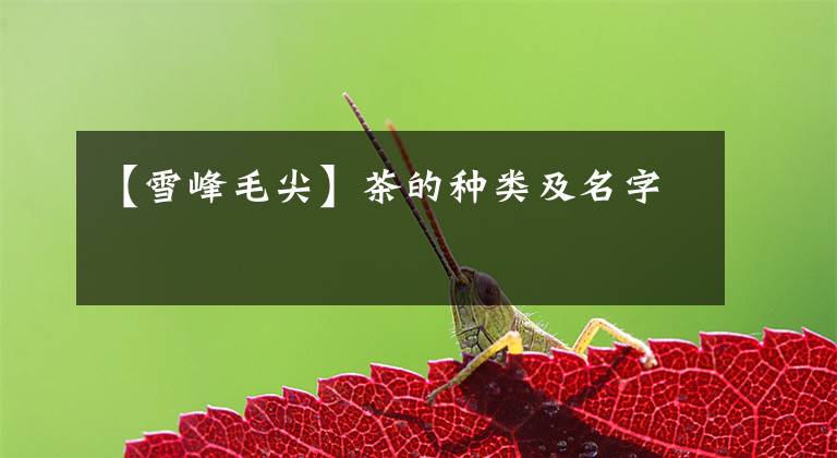 【雪峰毛尖】茶的种类及名字