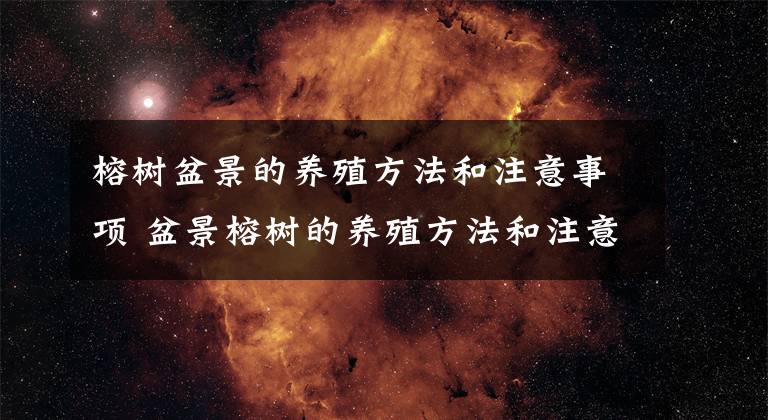 榕树盆景的养殖方法和注意事项 盆景榕树的养殖方法和注意事项