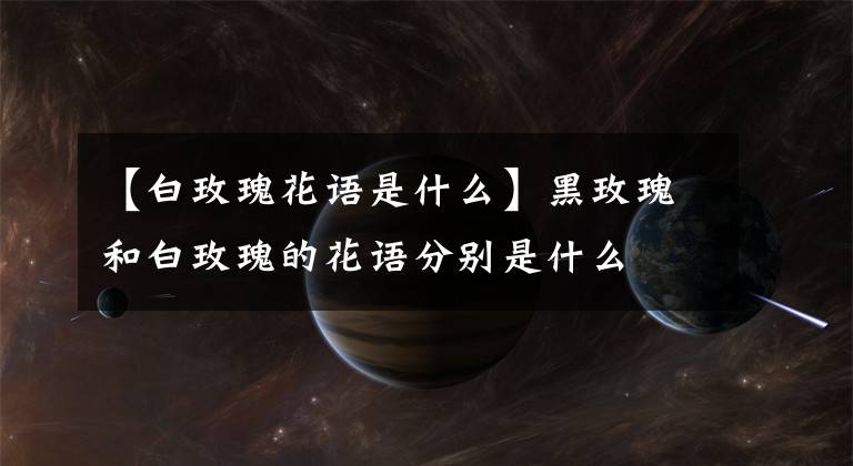 【白玫瑰花语是什么】黑玫瑰和白玫瑰的花语分别是什么