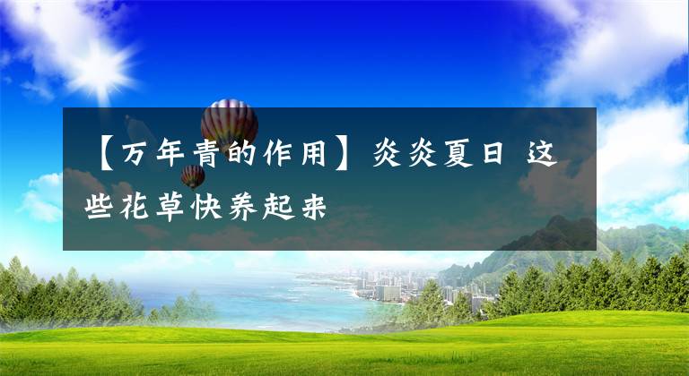 【万年青的作用】炎炎夏日 这些花草快养起来