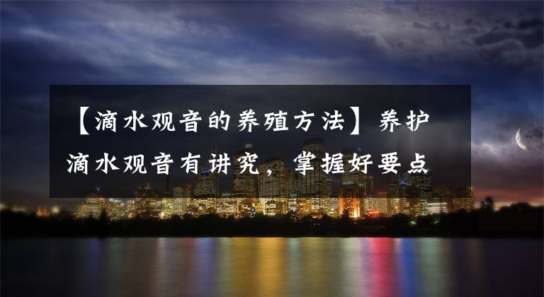 【滴水观音的养殖方法】养护滴水观音有讲究,掌握好要点,叶子才能苍翠欲滴