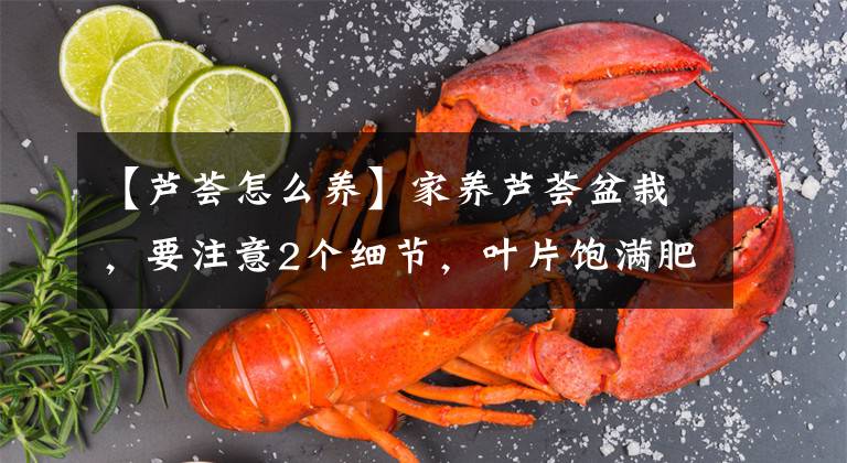 【芦荟怎么养】家养芦荟盆栽,要注意2个细节,叶片饱满肥厚,小崽长出很多