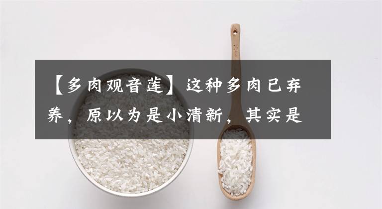 【多肉观音莲】这种多肉已弃养,原以为是小清新,其实是大徒神,丑得不忍直视