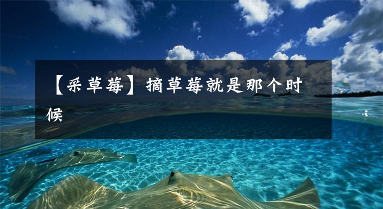 【采草莓】摘草莓就是那个时候