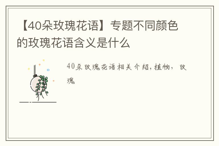 【40朵玫瑰花语】专题不同颜色的玫瑰花语含义是什么