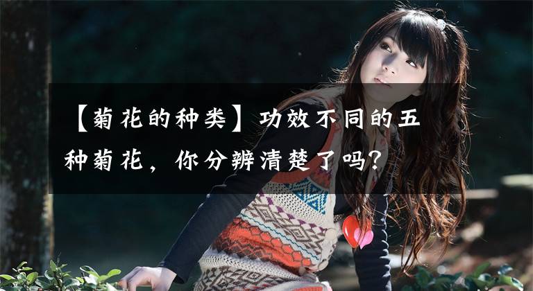 【菊花的种类】功效不同的五种菊花,你分辨清楚了吗?