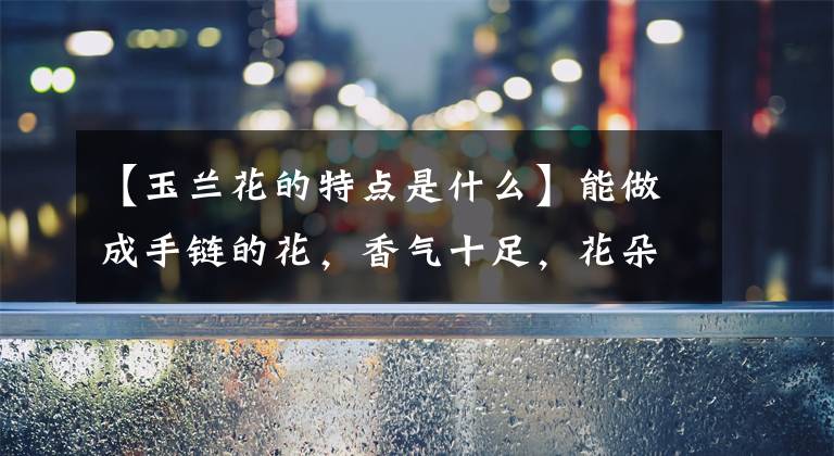 【玉兰花的特点是什么】能做成手链的花,香气十足,花朵秀气端庄,开花超美