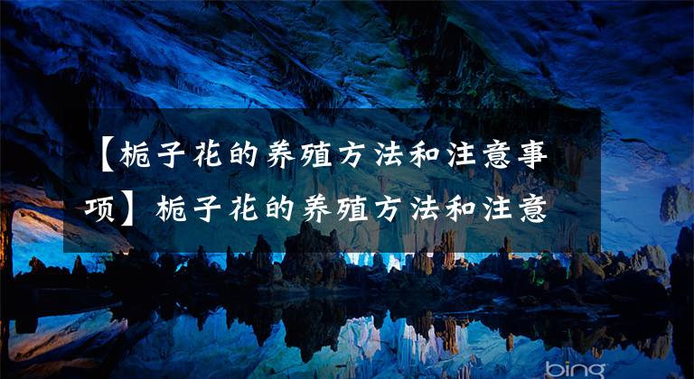 【栀子花的养殖方法和注意事项】栀子花的养殖方法和注意事项,分季节浇水,开花多,香味浓