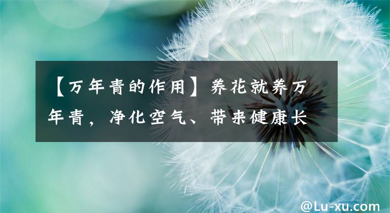 【万年青的作用】养花就养万年青,净化空气、带来健康长寿,比绿萝富贵竹漂亮好养
