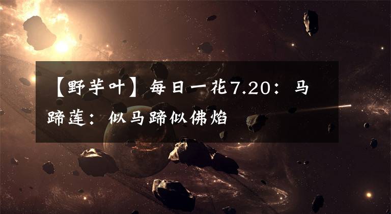 【野芋叶】每日一花7.20:马蹄莲:似马蹄似佛焰