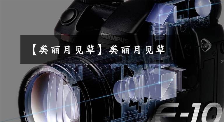 【美丽月见草】美丽月见草