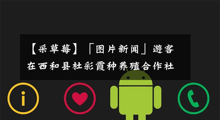 【采草莓】「图片新闻」游客在西和县杜彩霞种养殖合作社奶油草莓采摘园采摘草莓