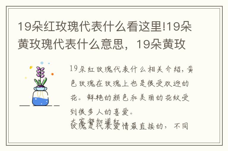 19朵红玫瑰代表什么看这里!19朵黄玫瑰代表什么意思,19朵黄玫瑰花语是什么(为爱道歉)