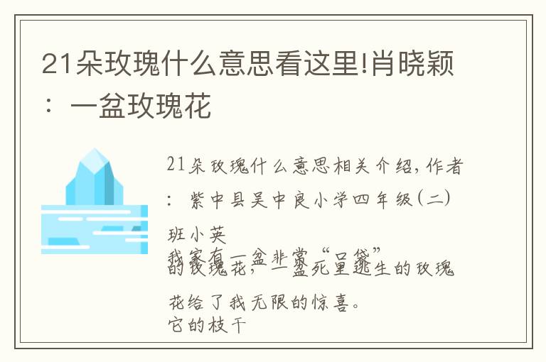 21朵玫瑰什么意思看这里!肖晓颖:一盆玫瑰花