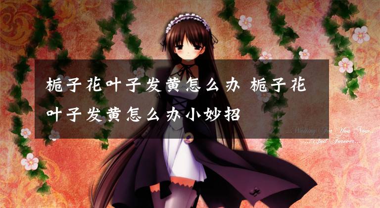 栀子花叶子发黄怎么办 栀子花叶子发黄怎么办小妙招