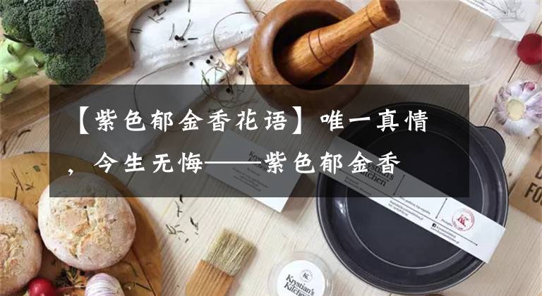 【紫色郁金香花语】唯一真情,今生无悔——紫色郁金香