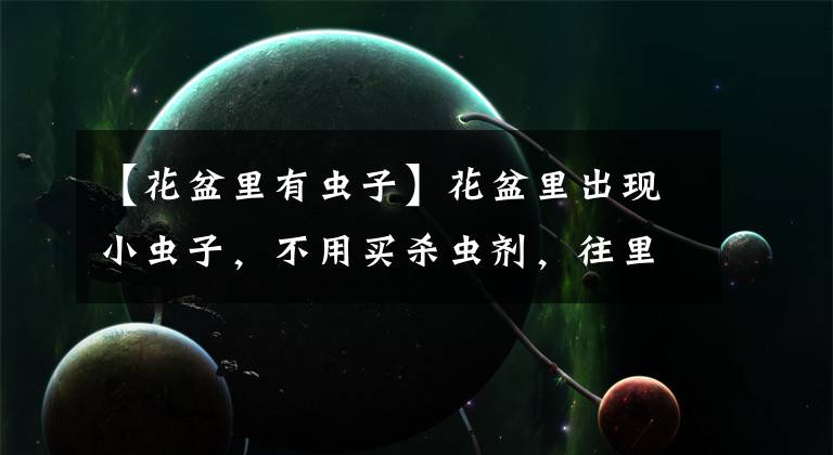 【花盆里有虫子】花盆里出现小虫子,不用买杀虫剂,往里面扔点“小东西”就管用