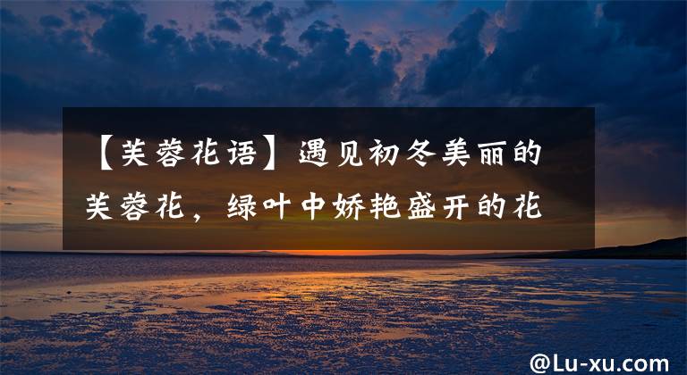 【芙蓉花语】遇见初冬美丽的芙蓉花,绿叶中娇艳盛开的花朵非常迷人