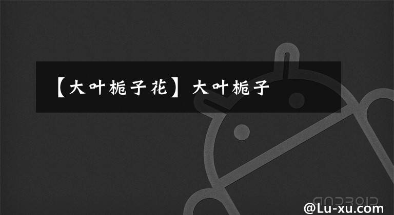 【大叶栀子花】大叶栀子