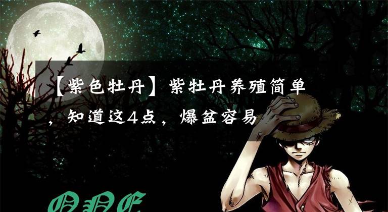 【紫色牡丹】紫牡丹养殖简单，知道这4点，爆盆容易