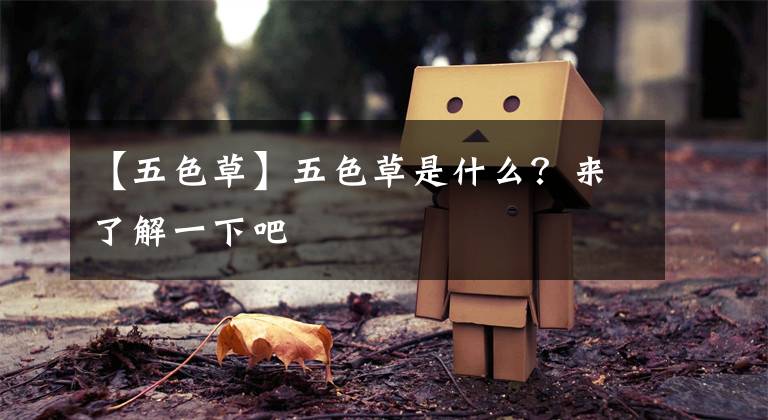 【五色草】五色草是什么?来了解一下吧