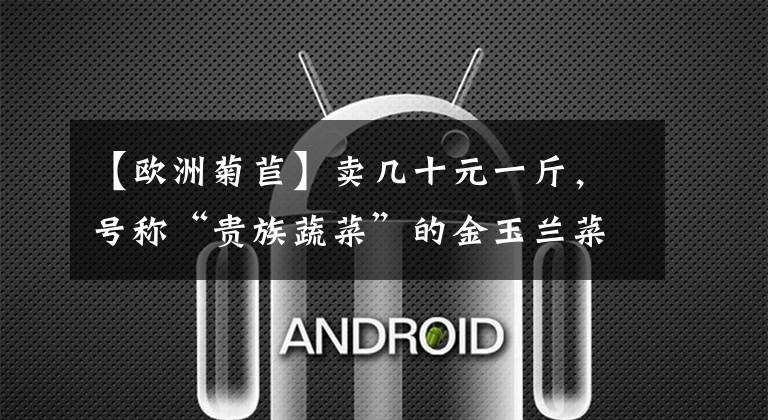 【欧洲菊苣】卖几十元一斤，号称“贵族蔬菜”的金玉兰菜，到底有什么特别之处