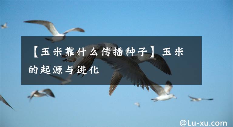 【玉米靠什么传播种子】玉米的起源与进化