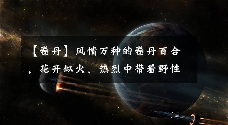 【卷丹】风情万种的卷丹百合，花开似火，热烈中带着野性，真乃花中尤物