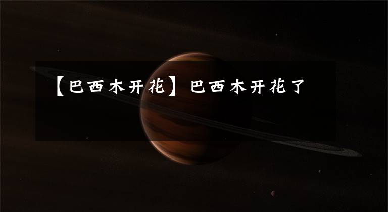 【巴西木开花】巴西木开花了