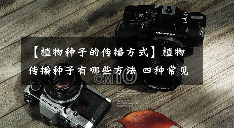 【植物种子的传播方式】植物传播种子有哪些方法 四种常见方法介绍