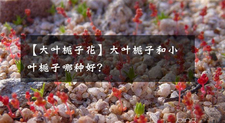 【大叶栀子花】大叶栀子和小叶栀子哪种好?
