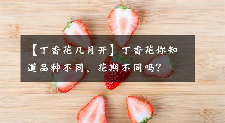 【丁香花几月开】丁香花你知道品种不同,花期不同吗?