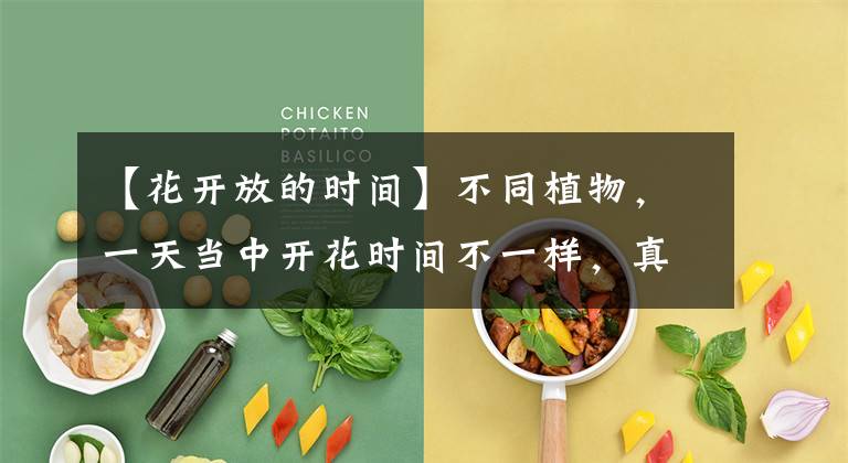 【花开放的时间】不同植物，一天当中开花时间不一样，真神奇