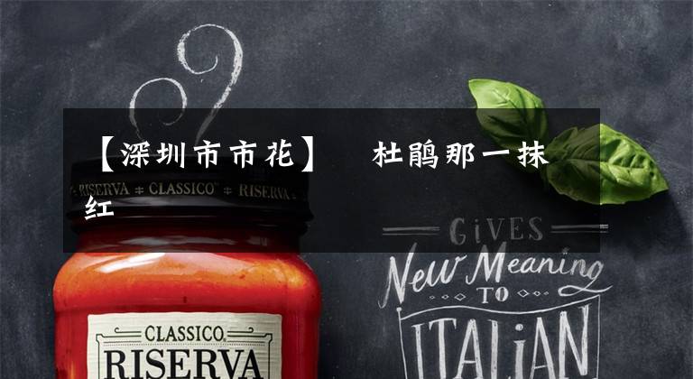 【深圳市市花】簕杜鹃那一抹红